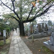 敷地広く、東京では有名な墓地。