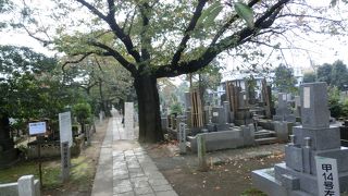 敷地広く、東京では有名な墓地。