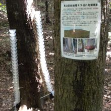 樹液を集める仕掛けです