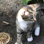 ６本指の猫は必見