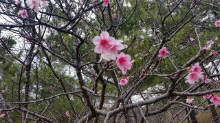 ヒカンザクラの名所の公園です。