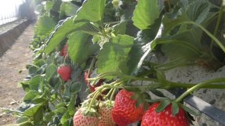 美味しかった(石垣いちご)