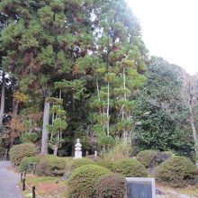 北山杉の庭園