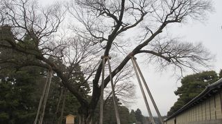 砂利道の真ん中に植えられています