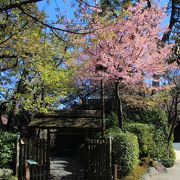 河津桜は例年よりかなり早く開花しピークを過ぎていました