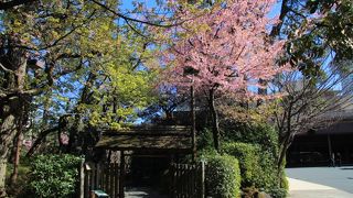 河津桜は例年よりかなり早く開花しピークを過ぎていました