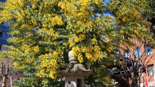 ミモザの黄色の花が綺麗に咲いていました