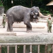 動物が見えづらい