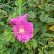 ハマナスの花が至るところで見られました