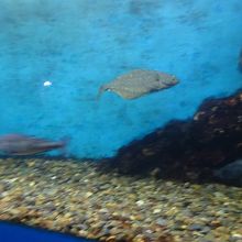 回遊水槽を泳ぐカレイ