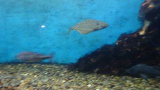 手頃な規模の水族館（ノシャップ海流水族館）