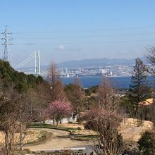 明石海峡大橋を背景に梅園