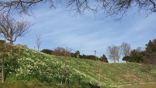 水仙の群落を楽しめます。