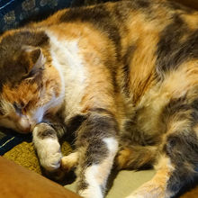 猫ちゃんも待ってます