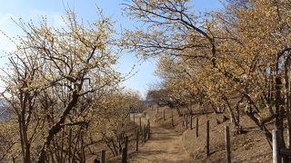 ロウバイが見頃というので、行ってみました。
