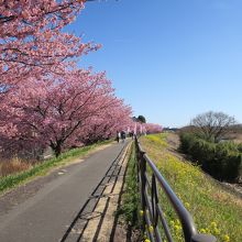 桜と菜の花が同時に