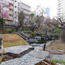 梅林に梅が咲いています