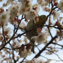梅の木にメジロがいます