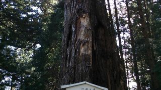 願いをかなえてくれる杉