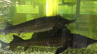 チョウザメの水槽