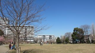 河津桜がきれいです