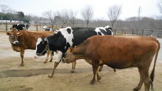 アイスクリームはきめ細やかで美味しかったが