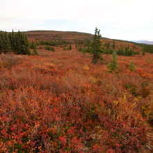 真っ赤なところもありました。一部。