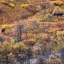 ムース遭遇率は高いです