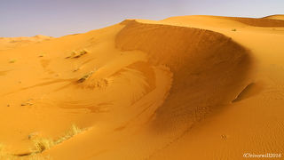 ノマドファミリーホームスティ体験！ラクダ乗りはお尻に注意