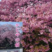 満開だった、かじやの桜