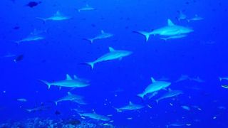 世界ナンバーワンかも?!魚いっぱい！中性浮力に自信のない人はやめるべき