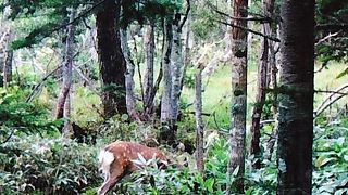 日本にも素敵な