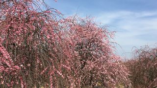 リサイクル公園！無料です！