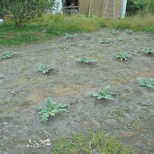 畑に積もった火山灰