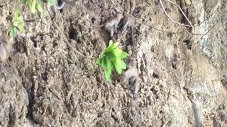 お猿がたくさん！