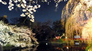 三嶋大社の夜桜