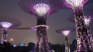 スーパーツリーからの眺望と夜のライトアップを楽しめます！！