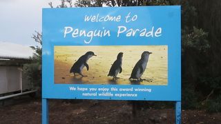 フィリップ島に生息するリトルペンギンの生態観察が自然のペンギンパレードです。