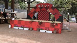 椿祭り開催中でした！