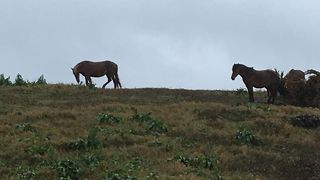 近くの展望台は立ち入り禁止、反対側は牧場
