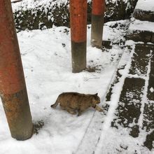 猫がいました