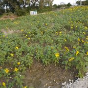 ひまわり In 北中城 クチコミ アクセス 営業時間 宜野湾 北谷 中城 フォートラベル ひまわり In 北中城 クチコミ アクセス 営業時間 宜野湾 北谷 中城 フォートラベル