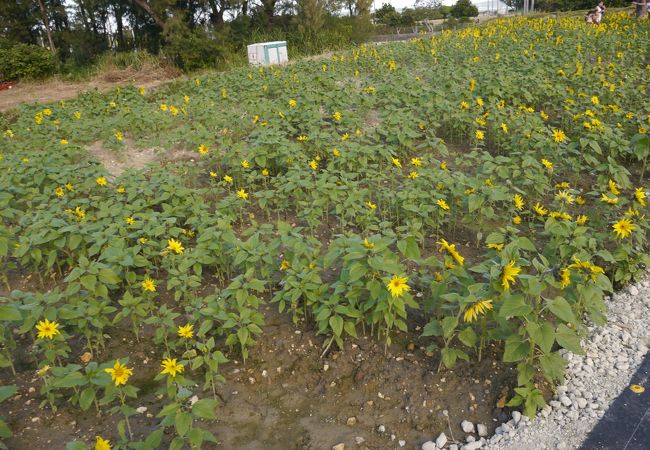 ひまわり In 北中城 クチコミ アクセス 営業時間 宜野湾 北谷 中城 フォートラベル ひまわり In 北中城 クチコミ アクセス 営業時間 宜野湾 北谷 中城 フォートラベル