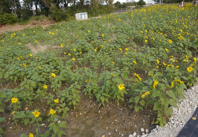 ひまわり In 北中城 クチコミ アクセス 営業時間 宜野湾 北谷 中城 フォートラベル