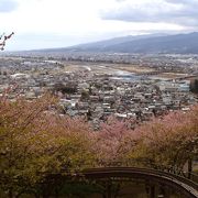 松田山の斜面地に展開する河津桜が見事です