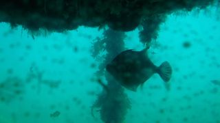 数少ない飛島の観光施設