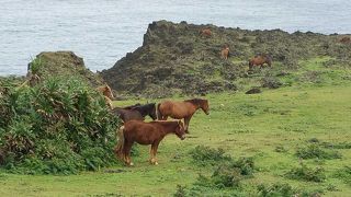 テキサスゲートの位置が目立たない。