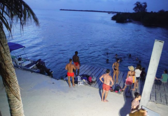 レイジー リザード