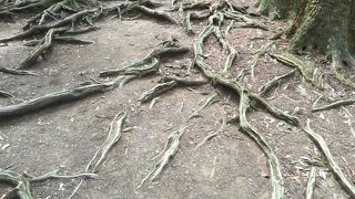 不思議な木の根