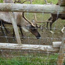 全く視線を合わせてくれないトナカイ